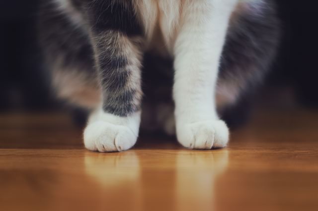 猫の足