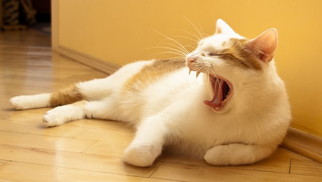 あくびをするブチ猫